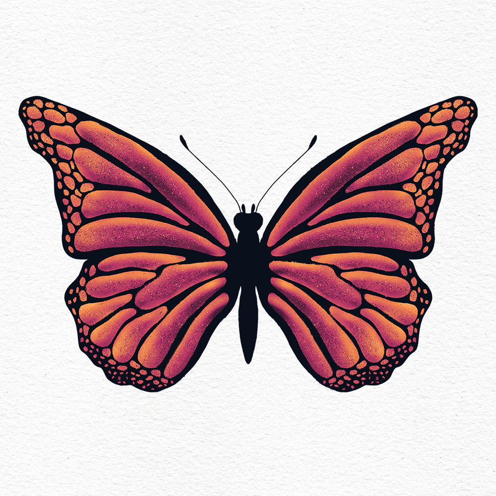 Orange Monarch butterfly illustration