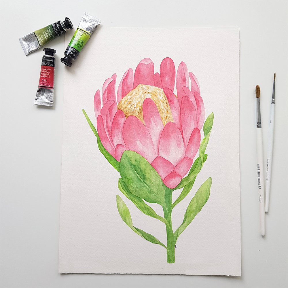Watercolor Protea flower illustration
