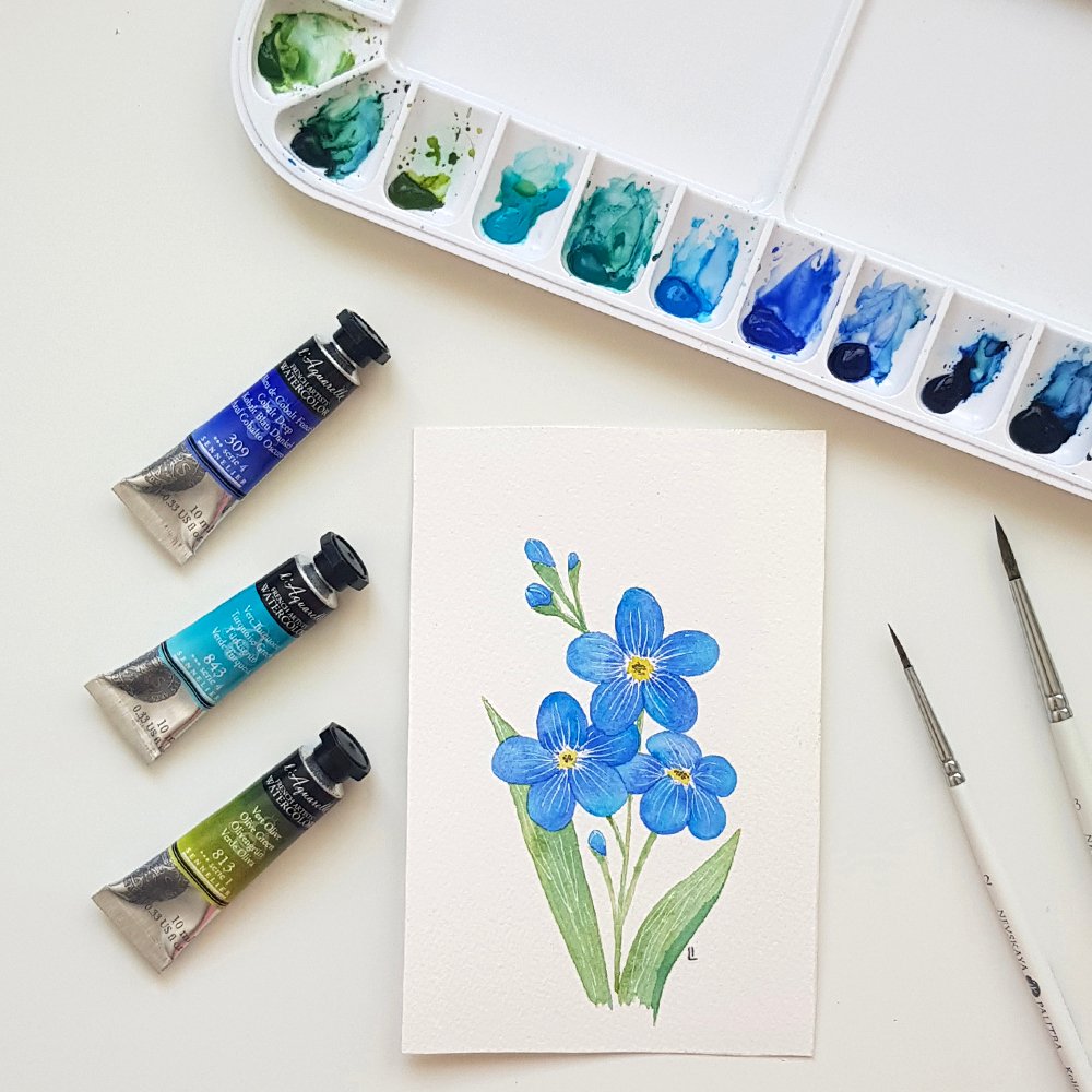 Watercolor flower forget-me-not illustration