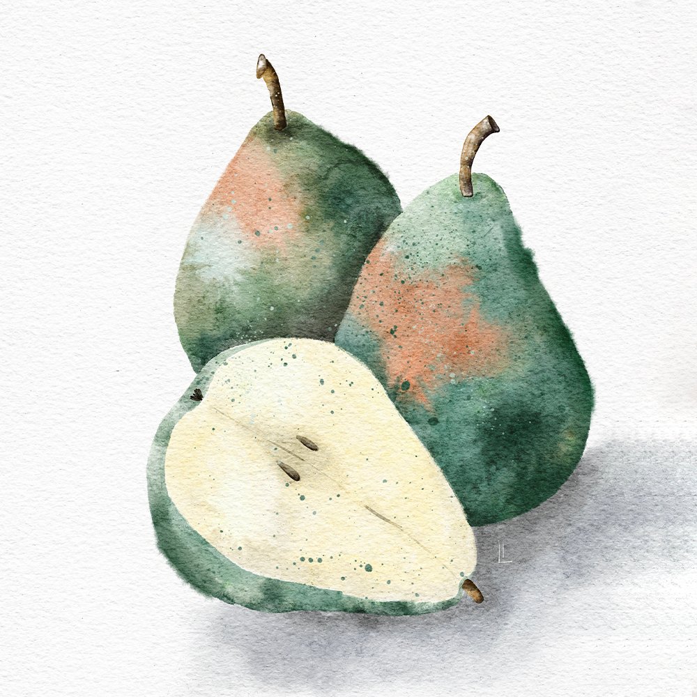 Watercolor pears illustration