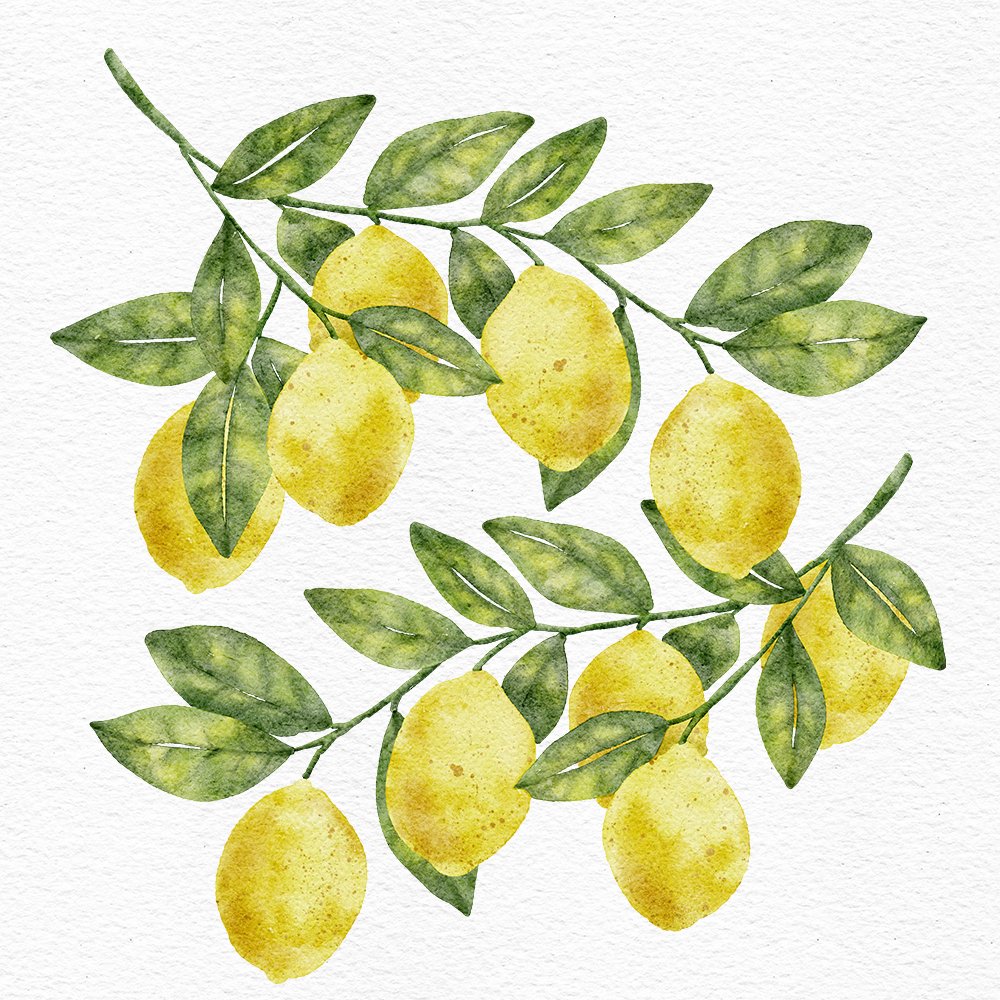 Watercolor lemon tree branches with lemons illustration