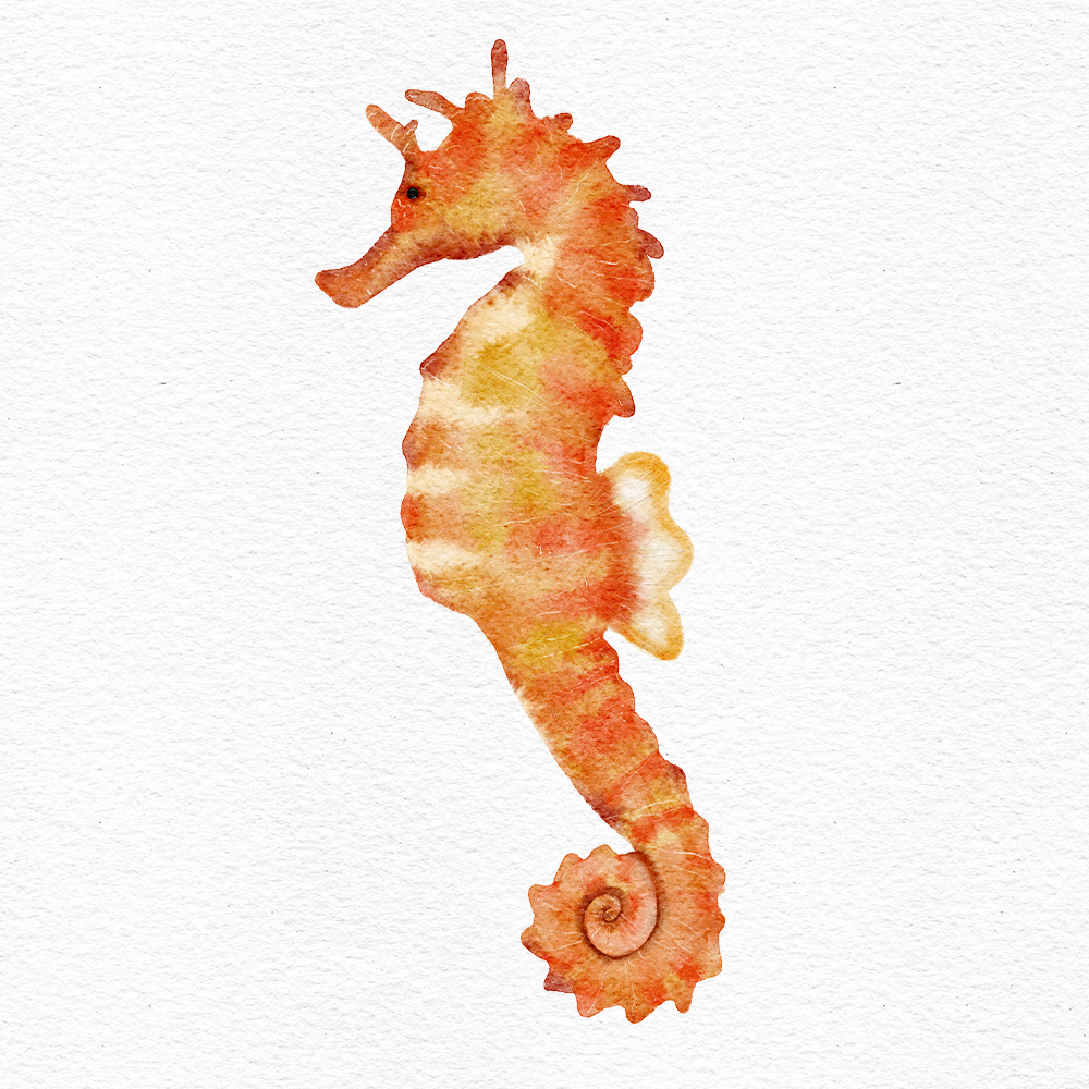 Watercolor illustration of orange sea horse