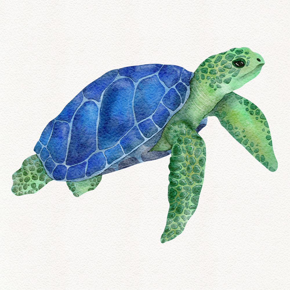 Watercolor sea turtle illustration