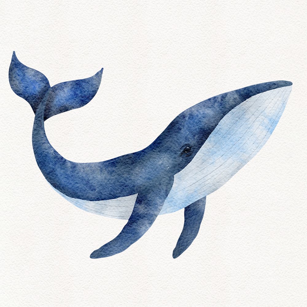 Watercolor blue whale illustration