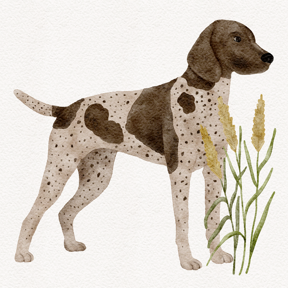 Watercolor illustration of dog